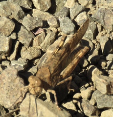 Trimerotropis occidentalis