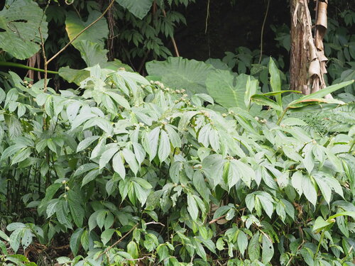 Image of Elatostema platyphyllum by no rights reserved