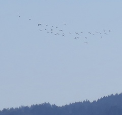 Patagioenas fasciata