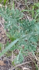 Daucus carota image