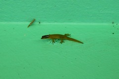 Sphaerodactylus molei