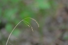Festuca subverticillata