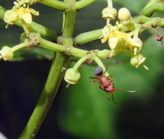 Camponotus rectangularis
