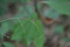 Festuca subverticillata