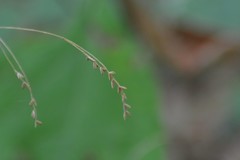 Festuca subverticillata