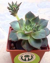 Echeveria longissima