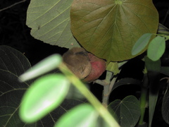 Lagonosticta senegala rendalli