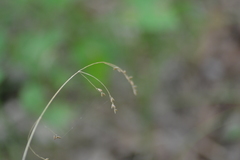 Festuca subverticillata