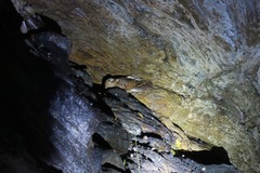 Steatornis caripensis