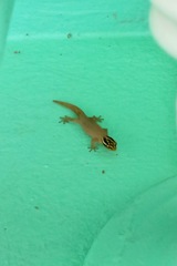 Sphaerodactylus molei