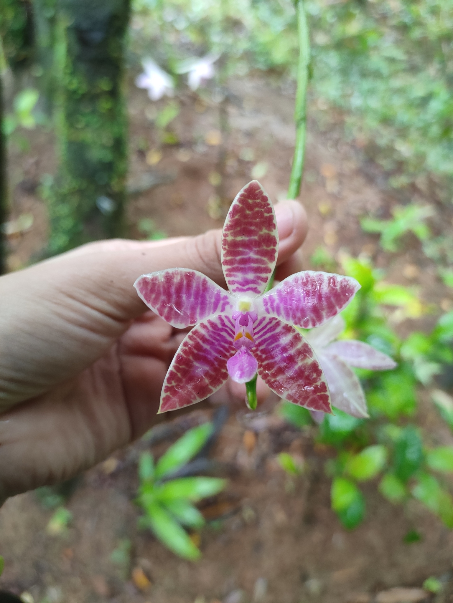 Imagem de Orquídea-borboleta