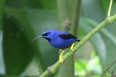 Cyanerpes caeruleus