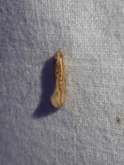 Ypsolopha sp-sw