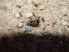 Myrmecocystus mendax