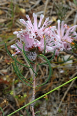 Petrophile linearis