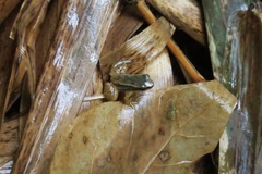 Mannophryne trinitatis