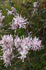 Petrophile linearis