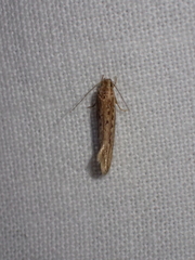 Ypsolopha sp-sw