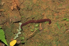 Macroperipatus torquatus