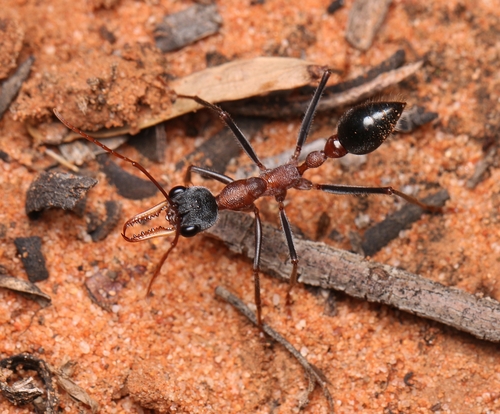 Myrmecia fuscipes Clark, 1951