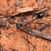 Myrmecia fuscipes - Photo (c) Daniel Kurek, some rights reserved (CC BY-NC), uploaded by Daniel Kurek