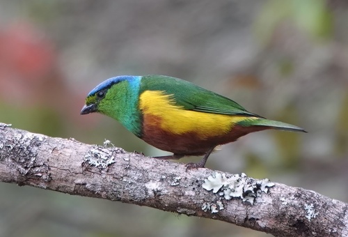 Chestnut-breasted Chlorophonia (Chlorophonia pyrrhophrys), photo 3
