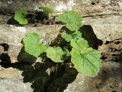 Heuchera missouriensis