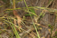 Austrostipa compressa
