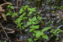 Pilea fontana