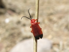 Lycus sanguineus