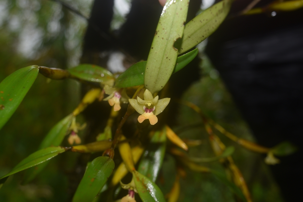 Dendrobium interjectum Ames