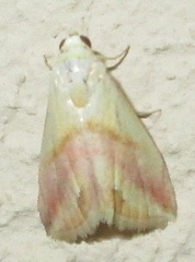 Eublemma flavida