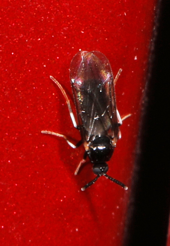 Colobostema varicorne