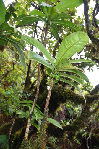 Melicope rostrata