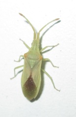 Brotheolus viridis