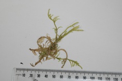 Acrocladium chlamydophyllum