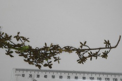 Coprosma microcarpa
