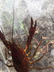 Procambarus troglodytes
