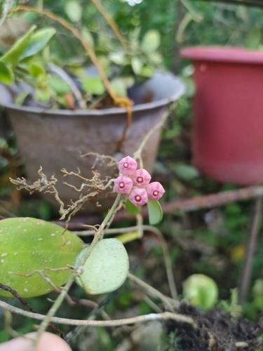 Hoya heuschkeliana Kloppenb.