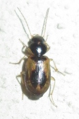 Amblystomus amabilis
