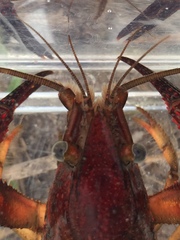 Procambarus troglodytes