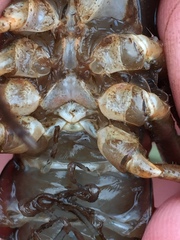 Procambarus troglodytes