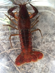 Procambarus troglodytes