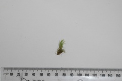 Dicranoloma menziesii