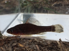 Aphredoderus sayanus