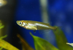Oryzias sinensis