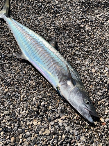 Albacore (Scomberomorus commerson) — Scombridae — 3