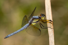 Libellula flavida