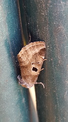 Plagiomimicus pityochromus