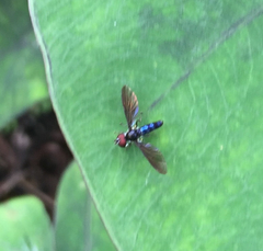 Ocyptamus dimidiatus